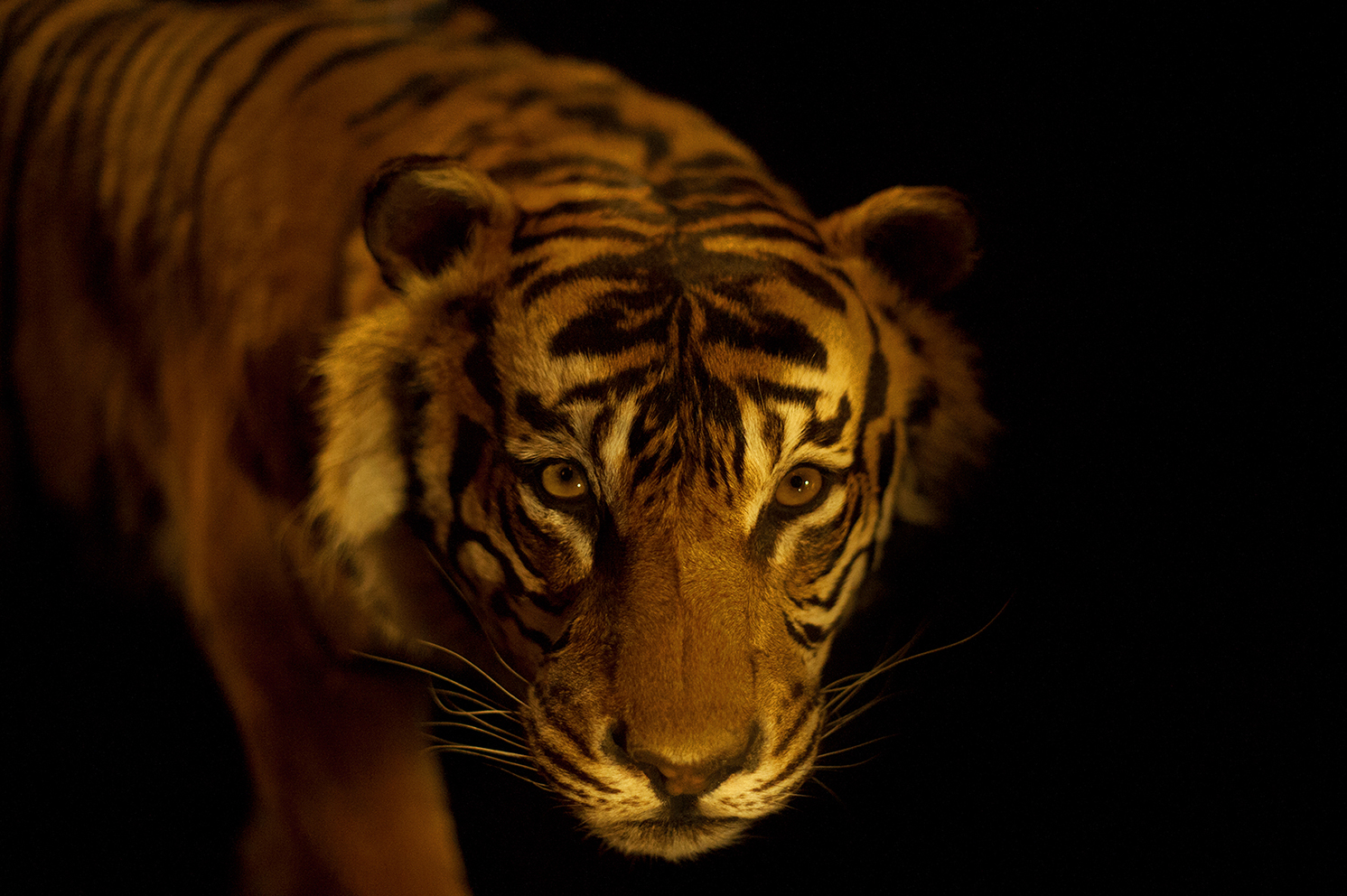 Tigre