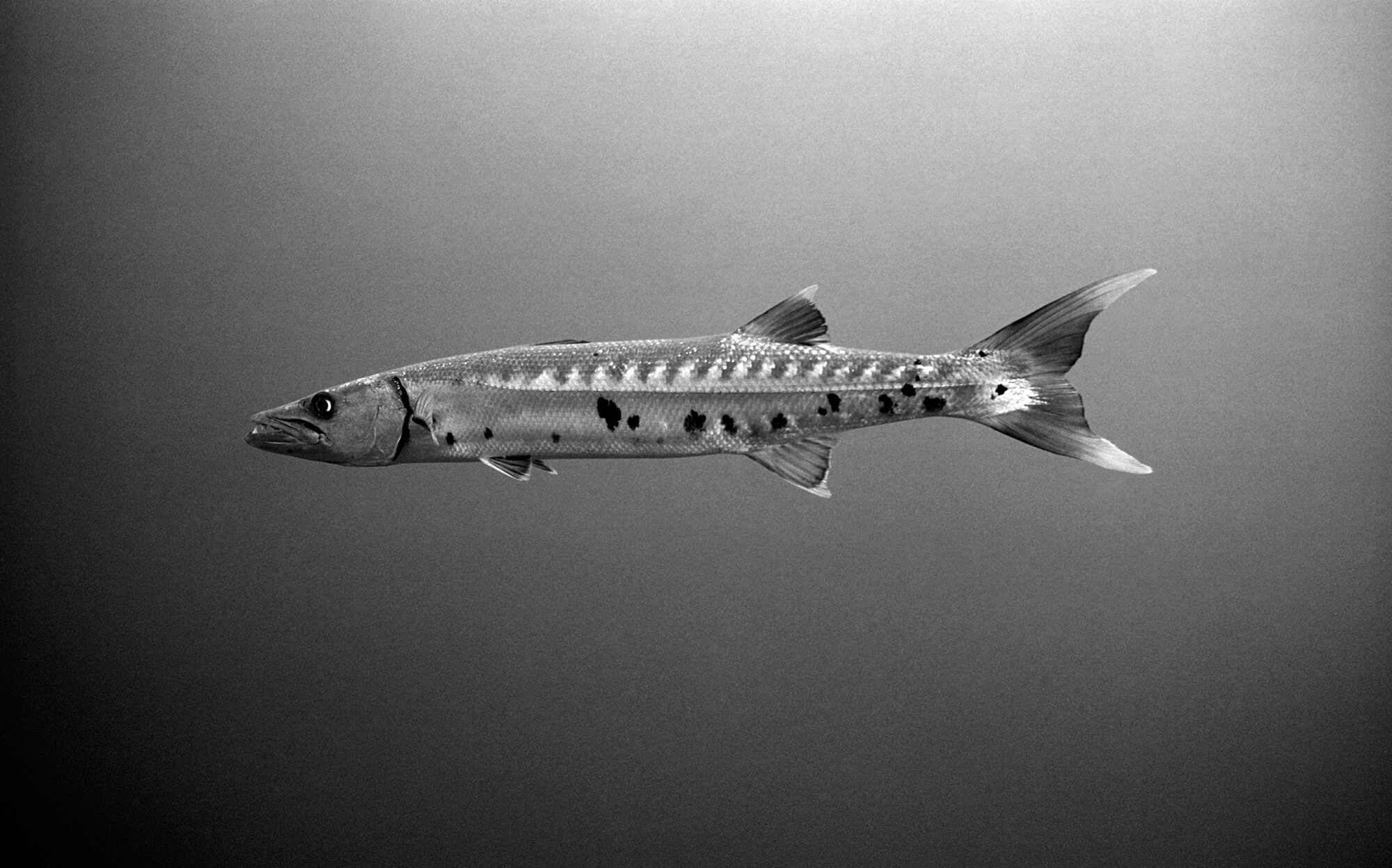 Barracuda