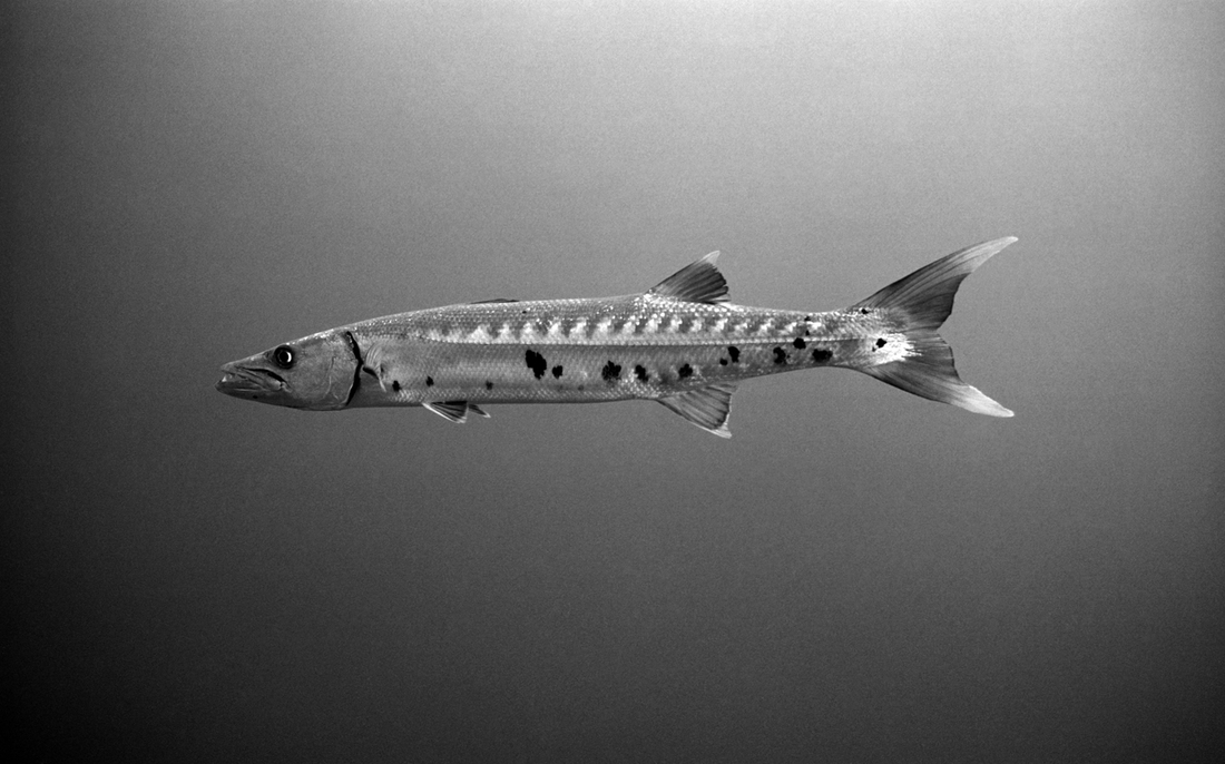 Carousel master barracuda